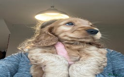 Cocker Spaniel dogs for sale: 🌟Family Raised show type cocker spaniel Pups Due - Image 5