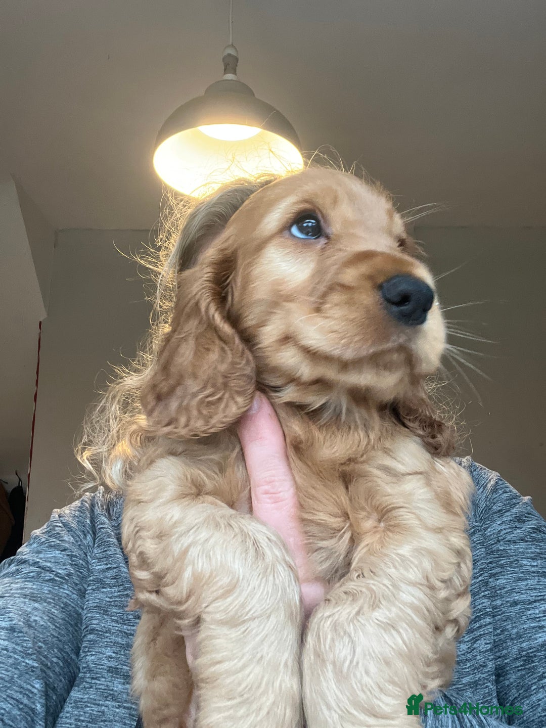 Cocker Spaniel dogs for sale: 🌟Family Raised show type cocker spaniel Pups Due - Image 5