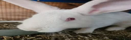 New Zealand rabbits for sale: New Zealand White (different bloodlines available) - Advert 3
