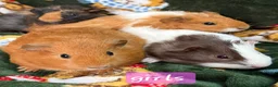 Guinea Pig rodents for sale: Young guinea pigs - Advert 8