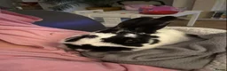 Mixed Breed rabbits for sale: Bonded maleAnd female Pair in North Shields - Advert 9