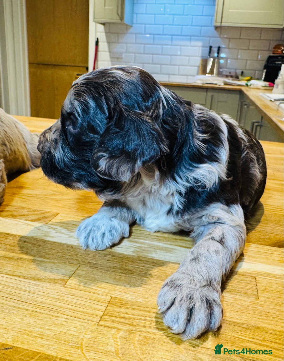 Cockapoo dogs for sale: Chocolate & Chocolate Merle Cockapoo Babies 🐾🐾🐾 - Image 6