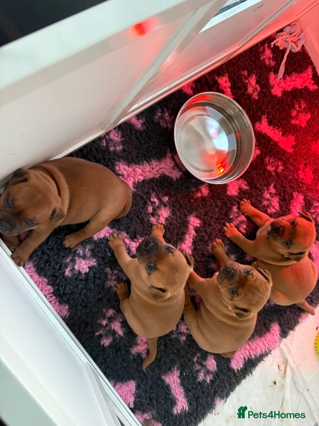 Staffordshire Bull Terrier dogs for stud: Midlandreds Firestorm, Champion Sired Stud  - Advert 2