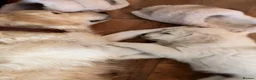 Golden Retriever dogs for sale: Stunning golden retrievers - Advert 6