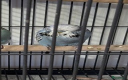 Budgerigars birds for sale: English exhibition budgies - Image 1