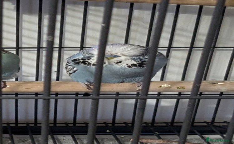 Budgerigars birds - Advert 1