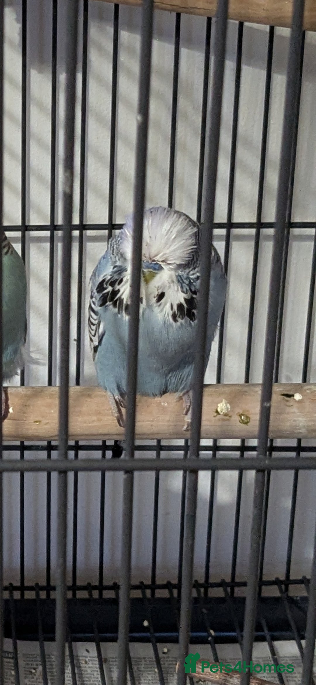 Budgerigars birds for sale: English exhibition budgies - Image 1