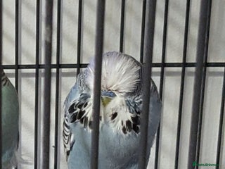 Budgerigars birds - Advert 5
