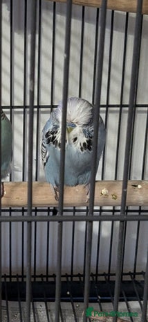 Budgerigars birds - Advert 1