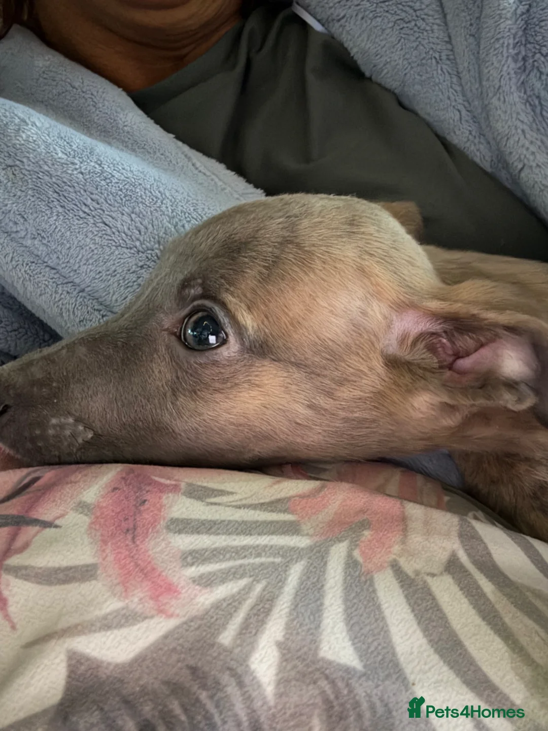 Whippet dogs for sale: KC reg Whippet pups fully inoculated ready now! - Advert 2