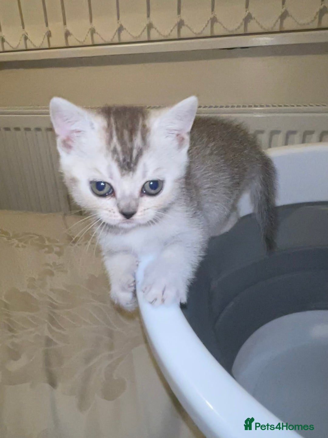 British Shorthair cats for sale: British short hair kittens - Image 10