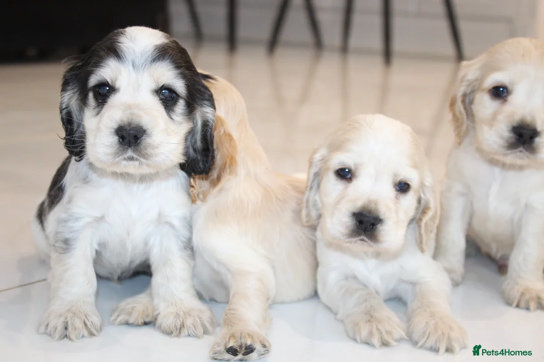 Cocker Spaniel dogs for sale: Super Cute little boys ready in a few days! - Advert 8