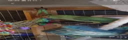 Ringnecks birds for sale: Ringneck parakeet - Advert 2