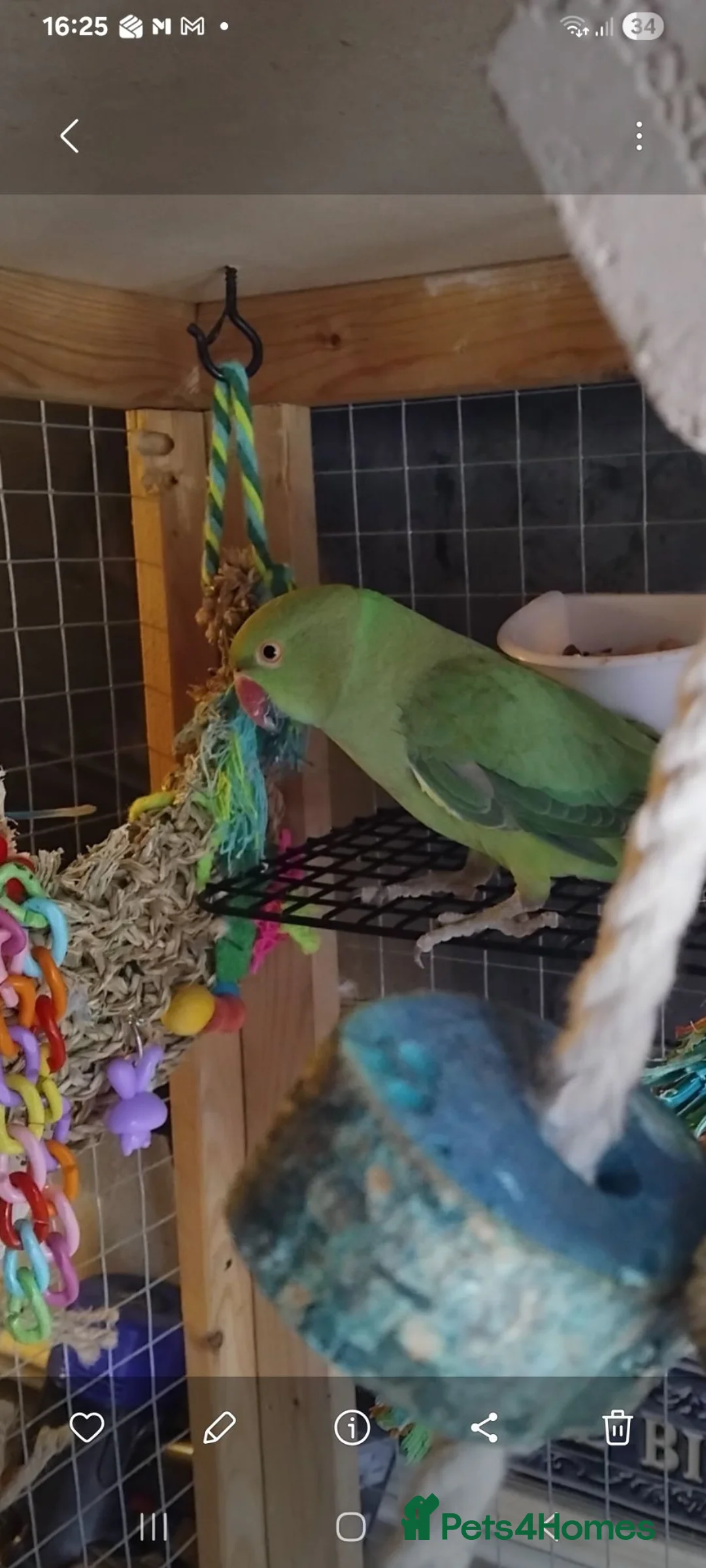 Ringnecks birds for sale: Ringneck parakeet - Advert 2
