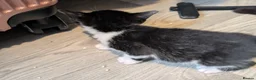 Domestic Shorthair cats for sale: Fluffy Little Mischief Makers Looking for Homes - Advert 25
