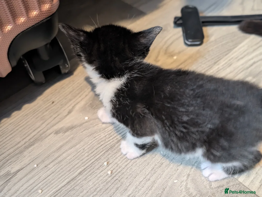 Domestic Shorthair cats for sale: Fluffy Little Mischief Makers Looking for Homes - Advert 25