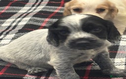 Cocker Spaniel dogs for sale: Adorable Show type cocker spaniel puppy’s  - Image 27