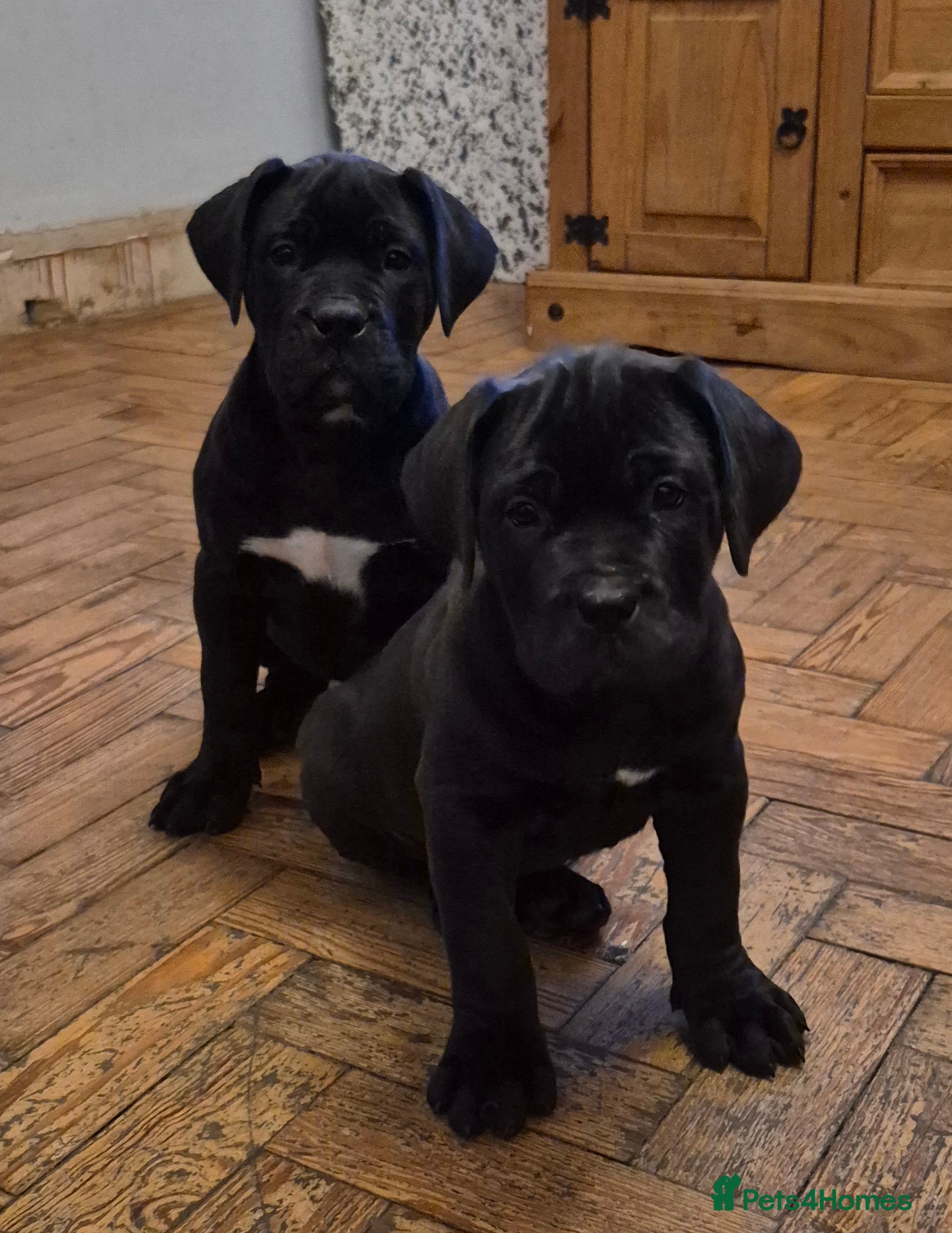 Mixed Breed dogs ** READY ** 2 left - Advert 9