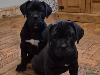 Mixed Breed dogs ** READY ** 2 left - Advert 5