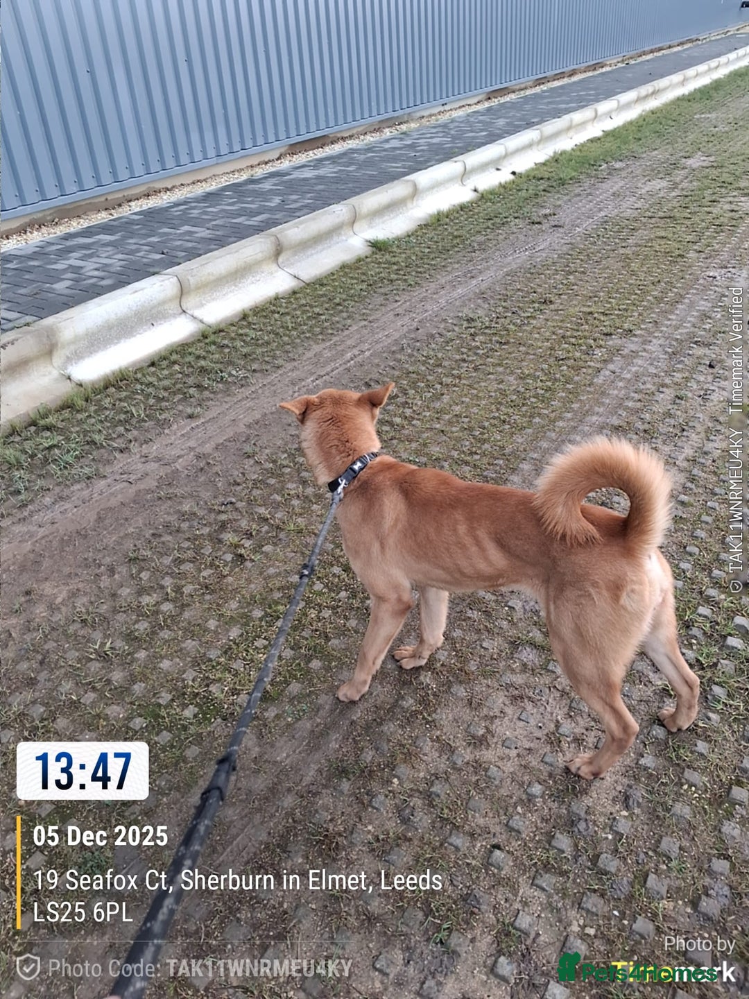 Mixed Breed dogs for sale: Bella - Advert 5