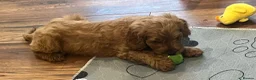 Cockapoo dogs for sale: Cockapoo Puppies- only 1 remaining - ready now  - Advert 14