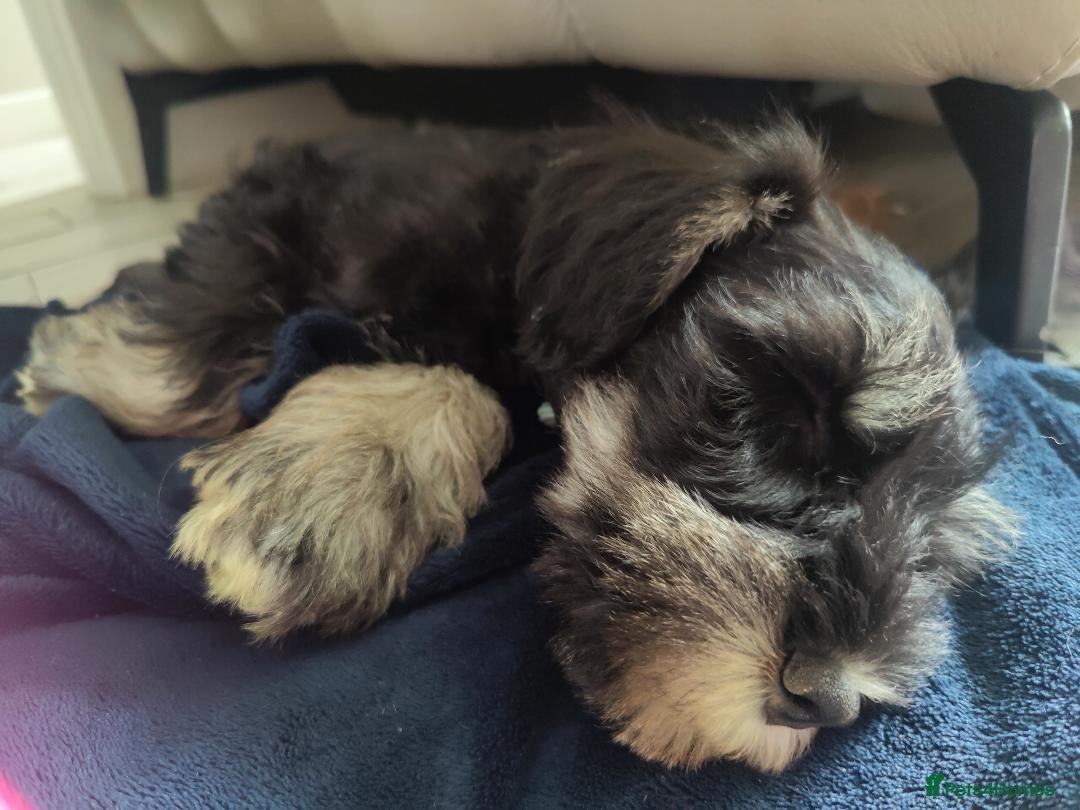 Miniature Schnauzer dogs for sale: Forever Homes Wanted: 2 Schnauzer Boys 🐶 - Image 8