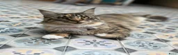 Maine Coon cats for sale: Maine Coon female for sale in Basildon - Advert 5
