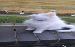 Norwegian Forest Cat cats for sale: Full Norwegian forest cat kittens - Image 12