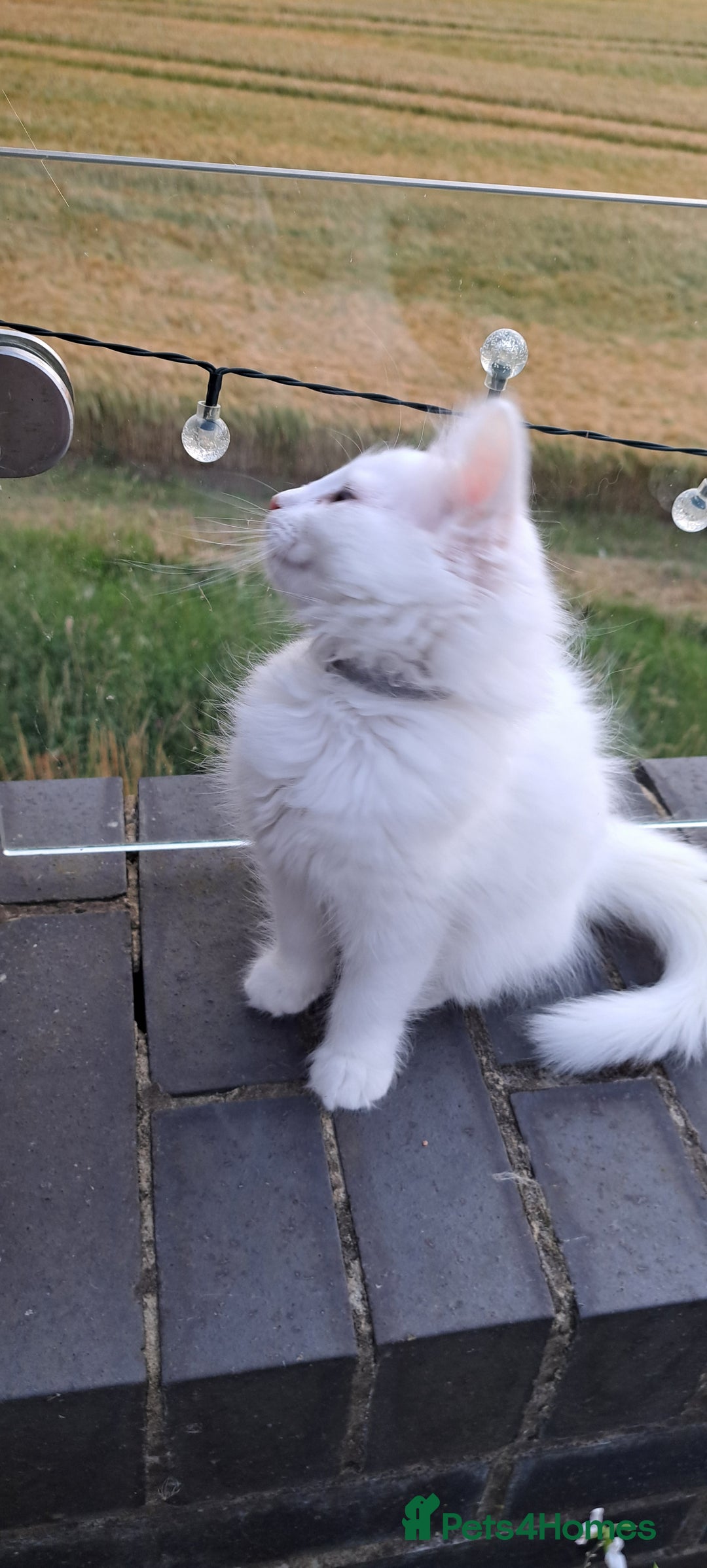 Norwegian Forest Cat cats for sale: Full Norwegian forest cat kittens - Image 12