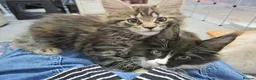 Maine Coon cats for sale: 🌟 1 Stunning Torbie girl left 🌟 TICA reg'd🌟 - Advert 11