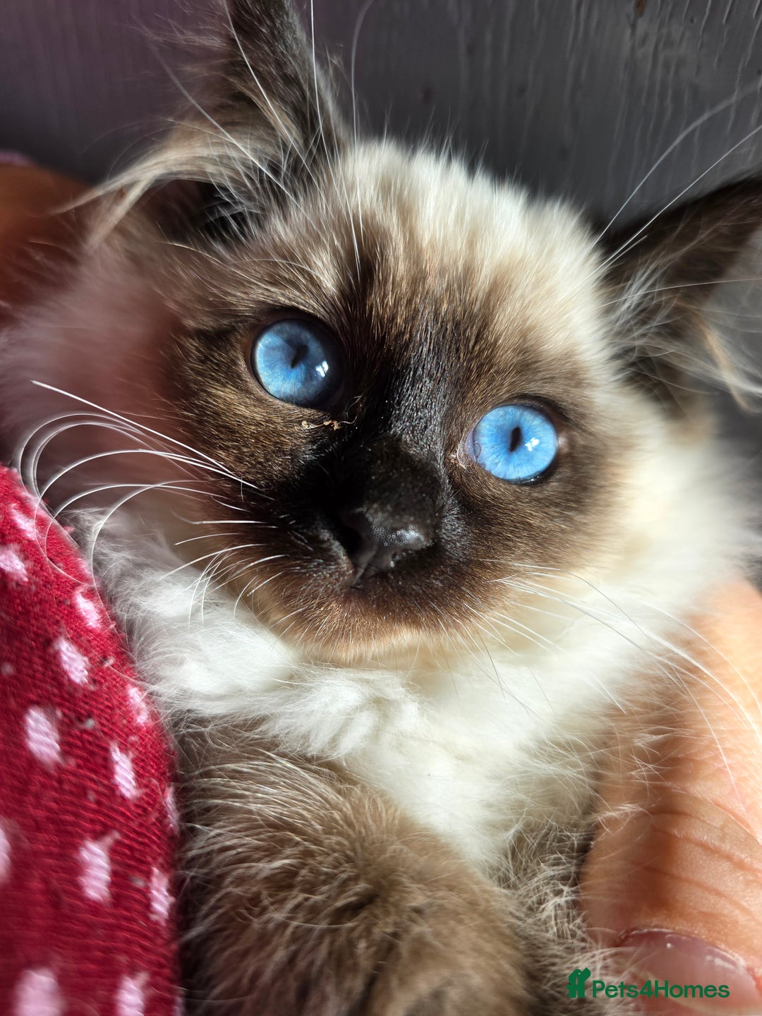 Ragdoll cats for sale: Beautiful ragdoll kittens 1 female left - Advert 11