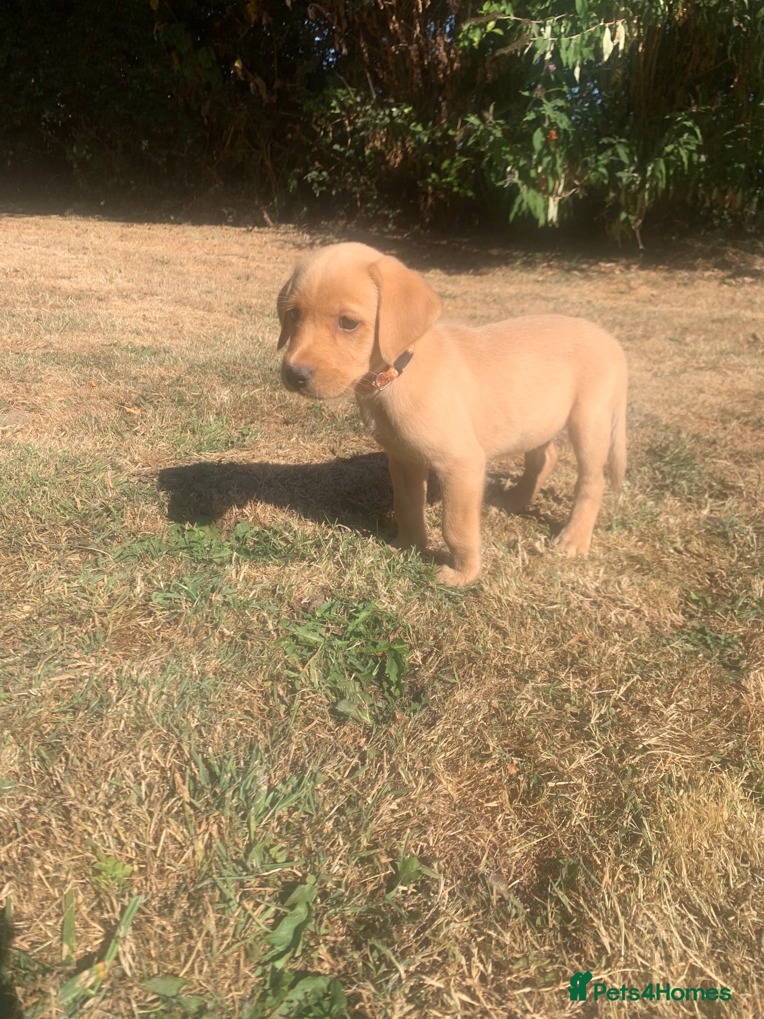 Labrador Retriever dogs  KC Labrador puppies 🐾 only 1 Boy Left - Advert 7
