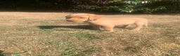Labrador Retriever dogs for sale:  KC Labrador puppies   - Advert 6
