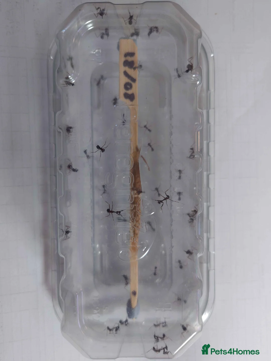 Praying Mantis invertebrates for sale: Ghost Mantis L1-L6 - Phyllocrania paradoxa - Advert 2