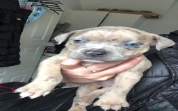 Mixed Breed dogs for sale: Pocket/staff pups  - Image 2