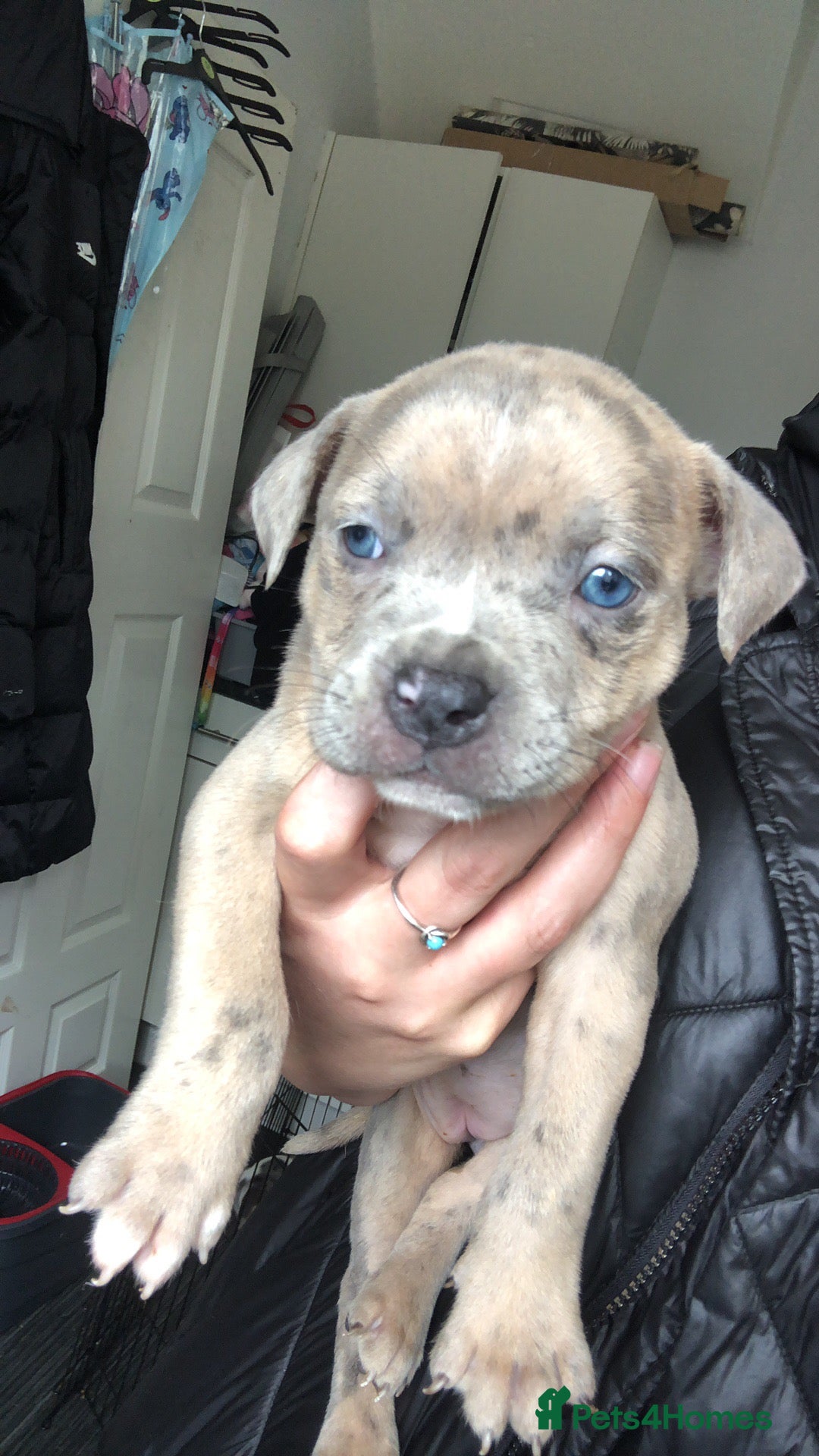Mixed Breed dogs for sale: Pocket/staff pups  - Image 2