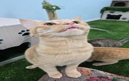 Mixed Breed cats for adoption: [Indoors Only] Lovely & affectionate Cuddlebugs - Image 3