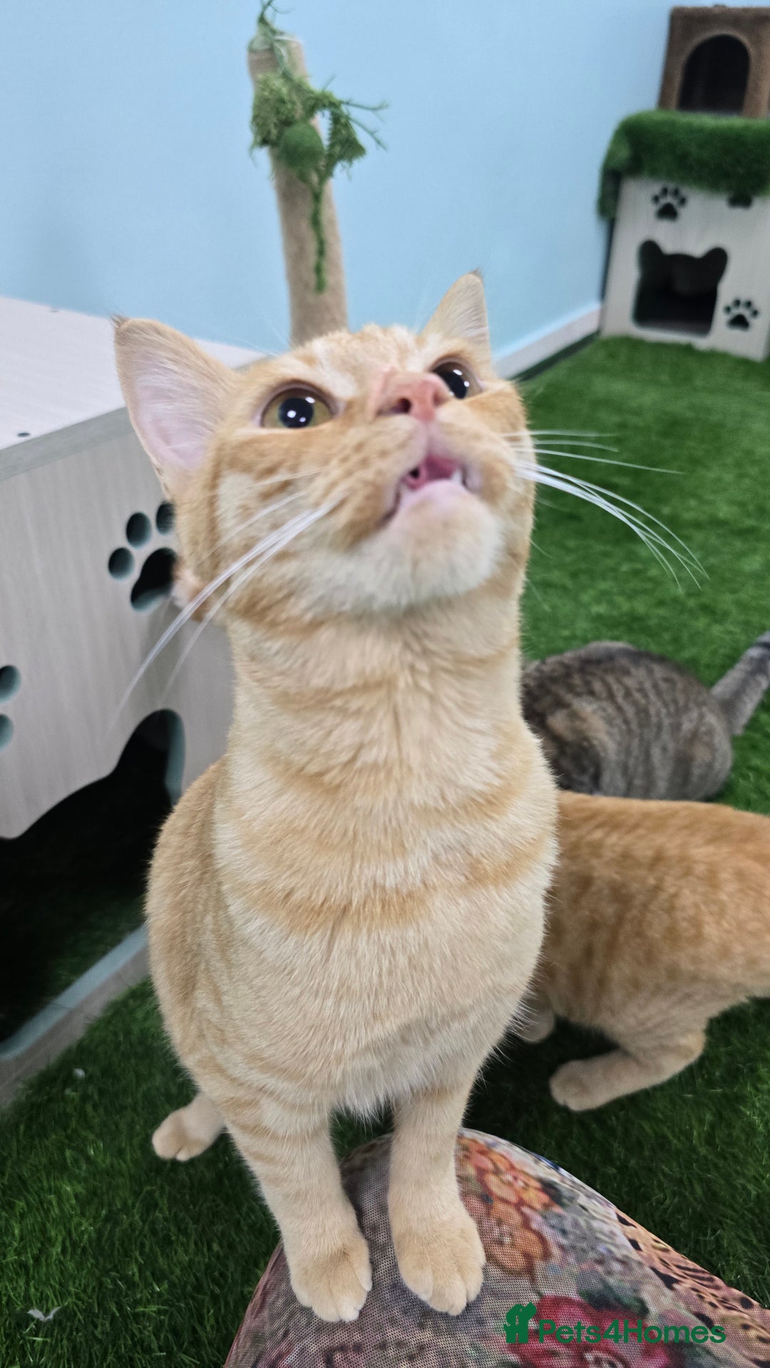 Mixed Breed cats for adoption: [Indoors Only] Lovely & affectionate Cuddlebugs - Image 3