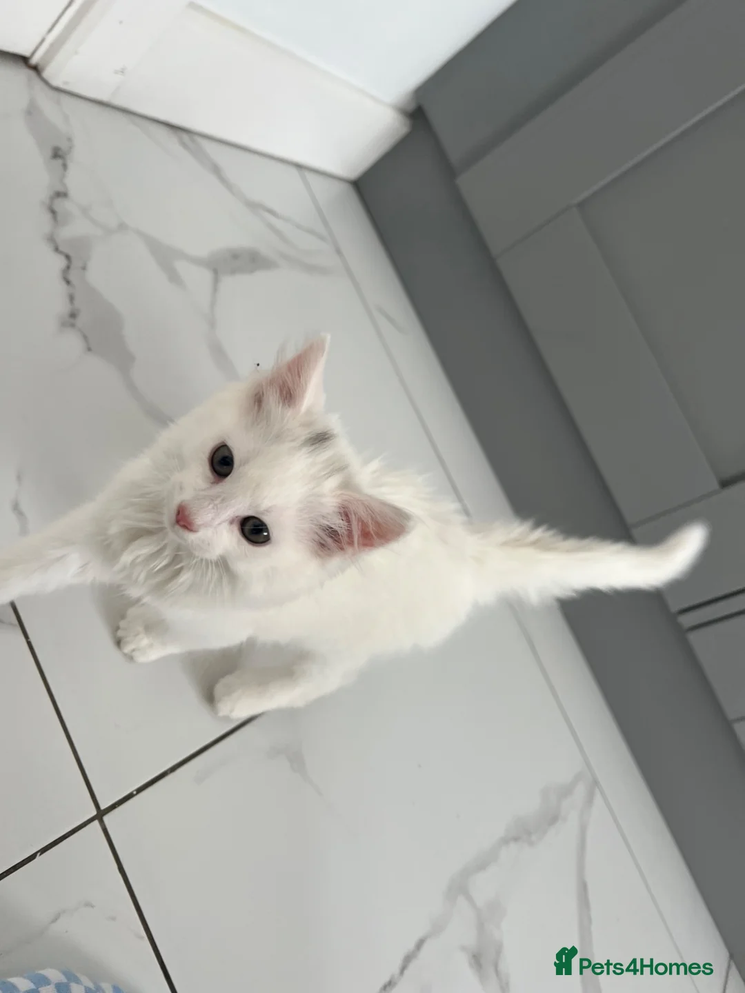 British Longhair cats for sale: White kitten  - Advert 2