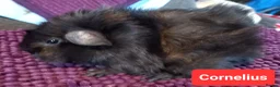 Guinea Pig rodents for sale: Aby type pet boars - Advert 8