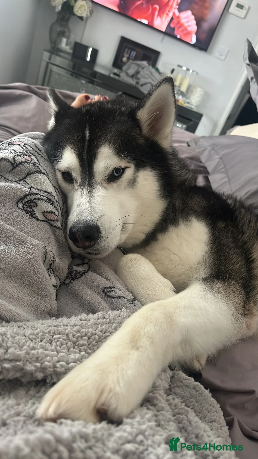 Siberian Husky dogs for stud: Proven Gorgeous Siberian Husky *FOR STUD ONLY* in Torquay - Advert 8
