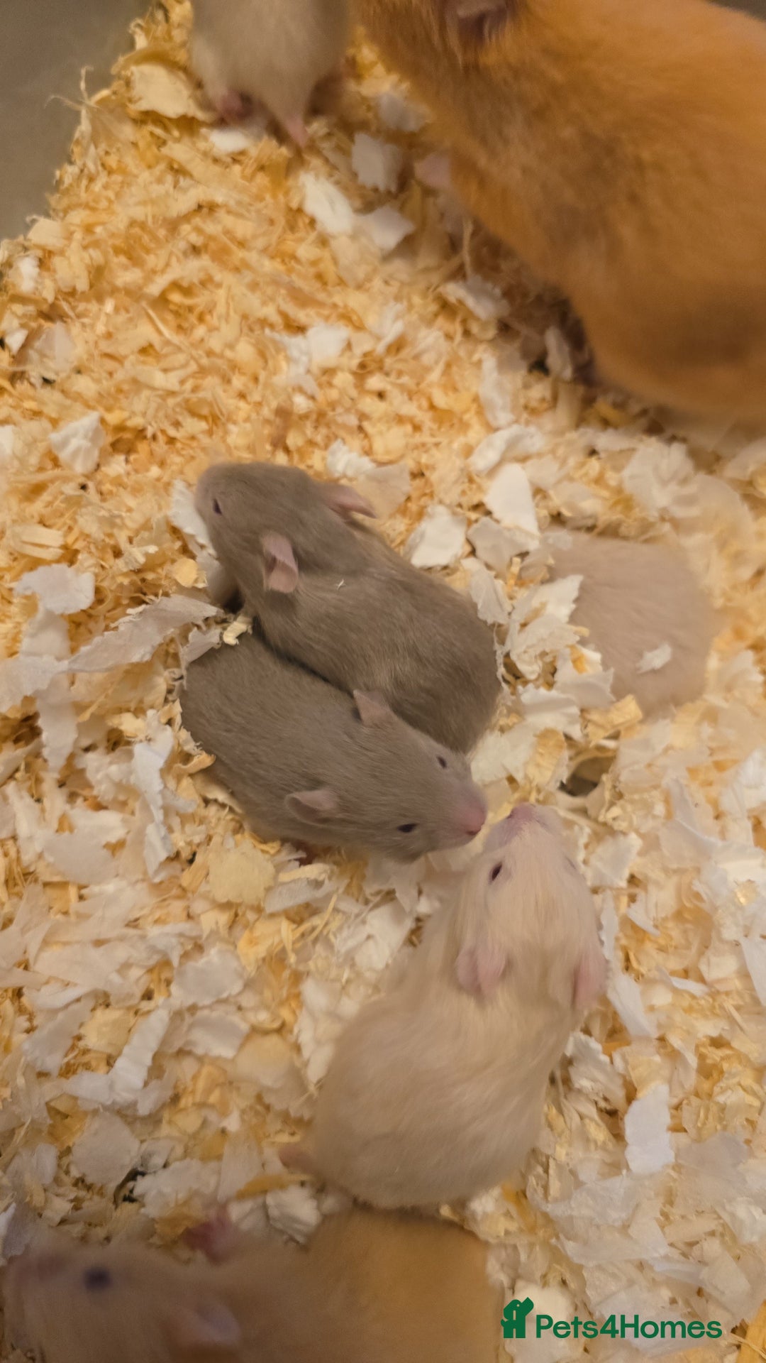 Hamster rodents for sale: Baby syrian hamsters  - Image 19