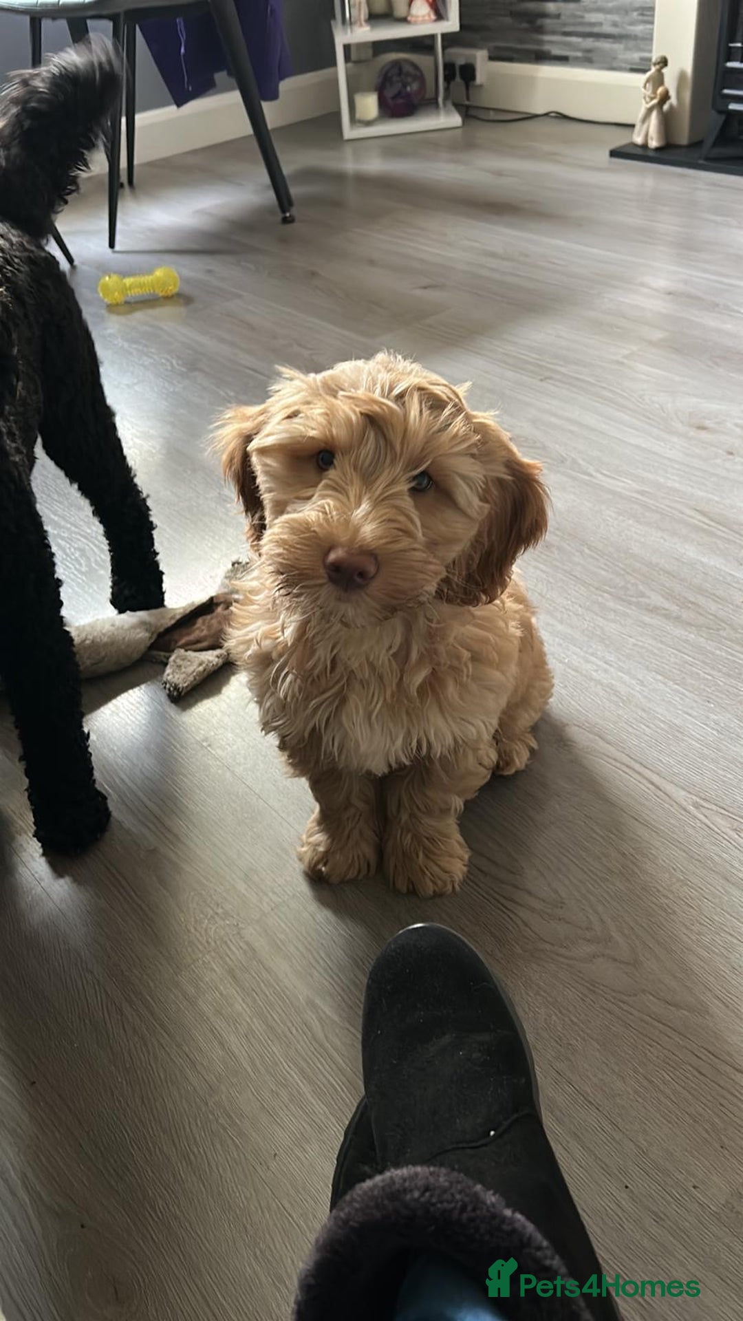 Cockapoo dogs for sale: Male cockapoo F1B - Image 4