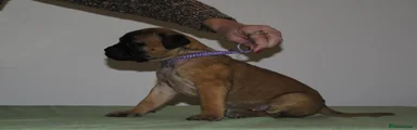 Bullmastiff Puppy 2