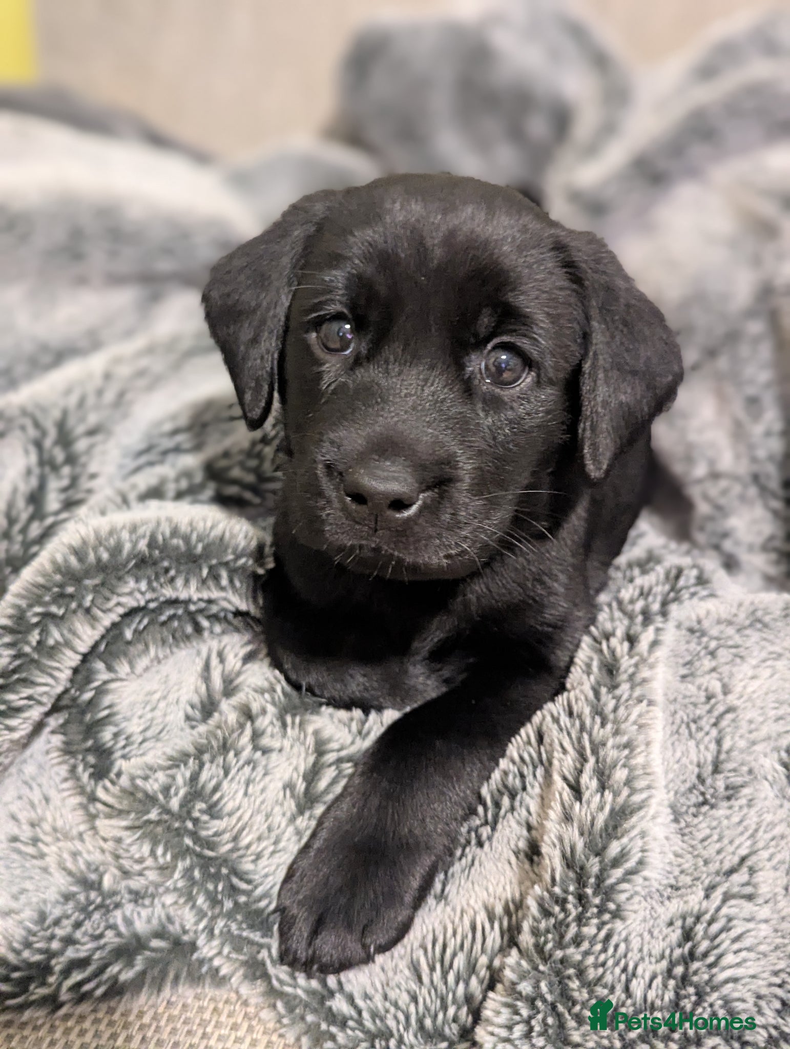 Labrador Retriever dogs Labrador Puppies - 5 Black Males & 1 Golden Male - Advert 6