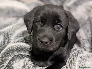 Labrador Retriever dogs Labrador Puppies - 5 Black Males & 1 Golden Male - Advert 6