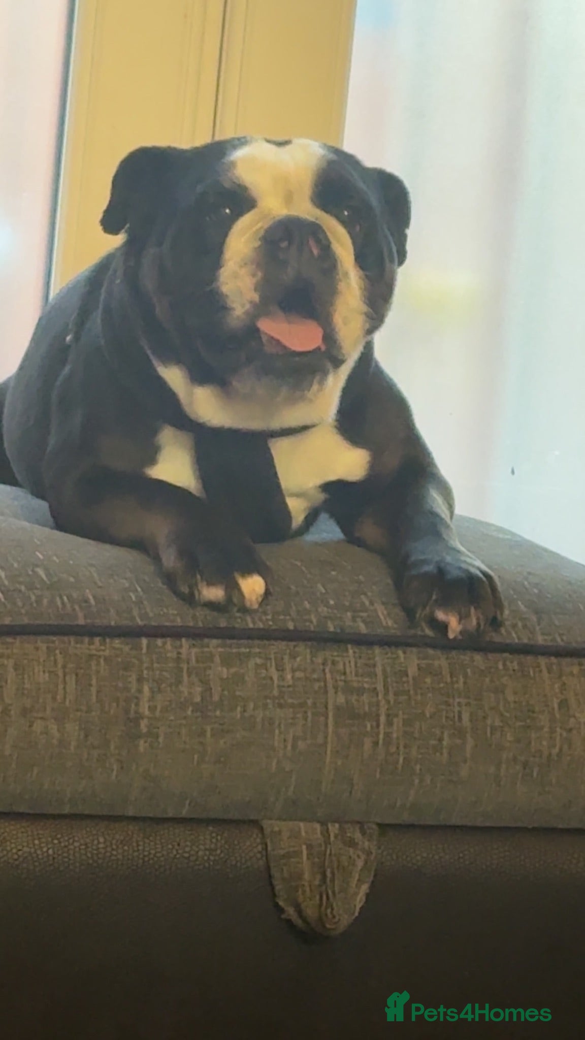 Mixed Breed dogs Olde English Bulldog  - Advert 11