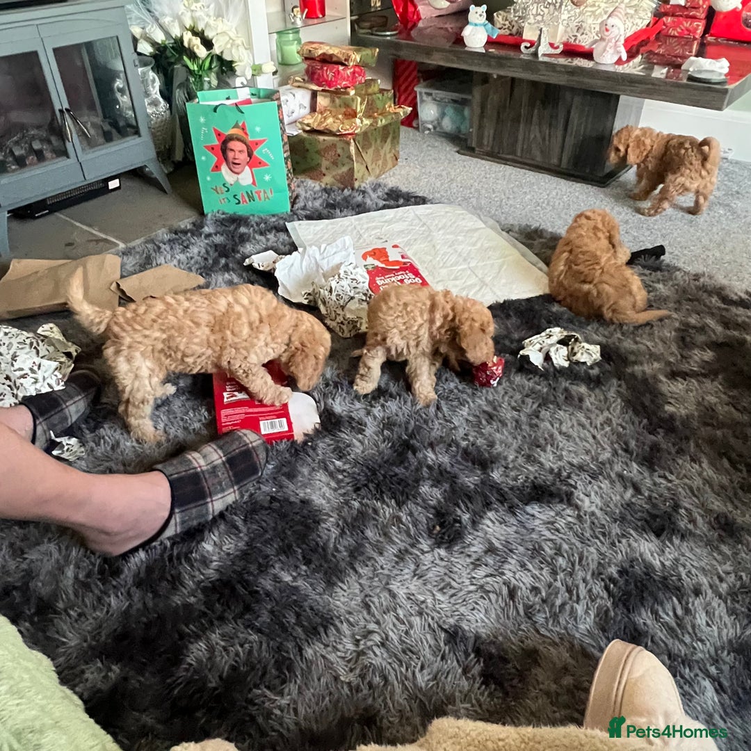 Mixed Breed dogs for sale: F1b Australian Labradoodle  - Advert 17