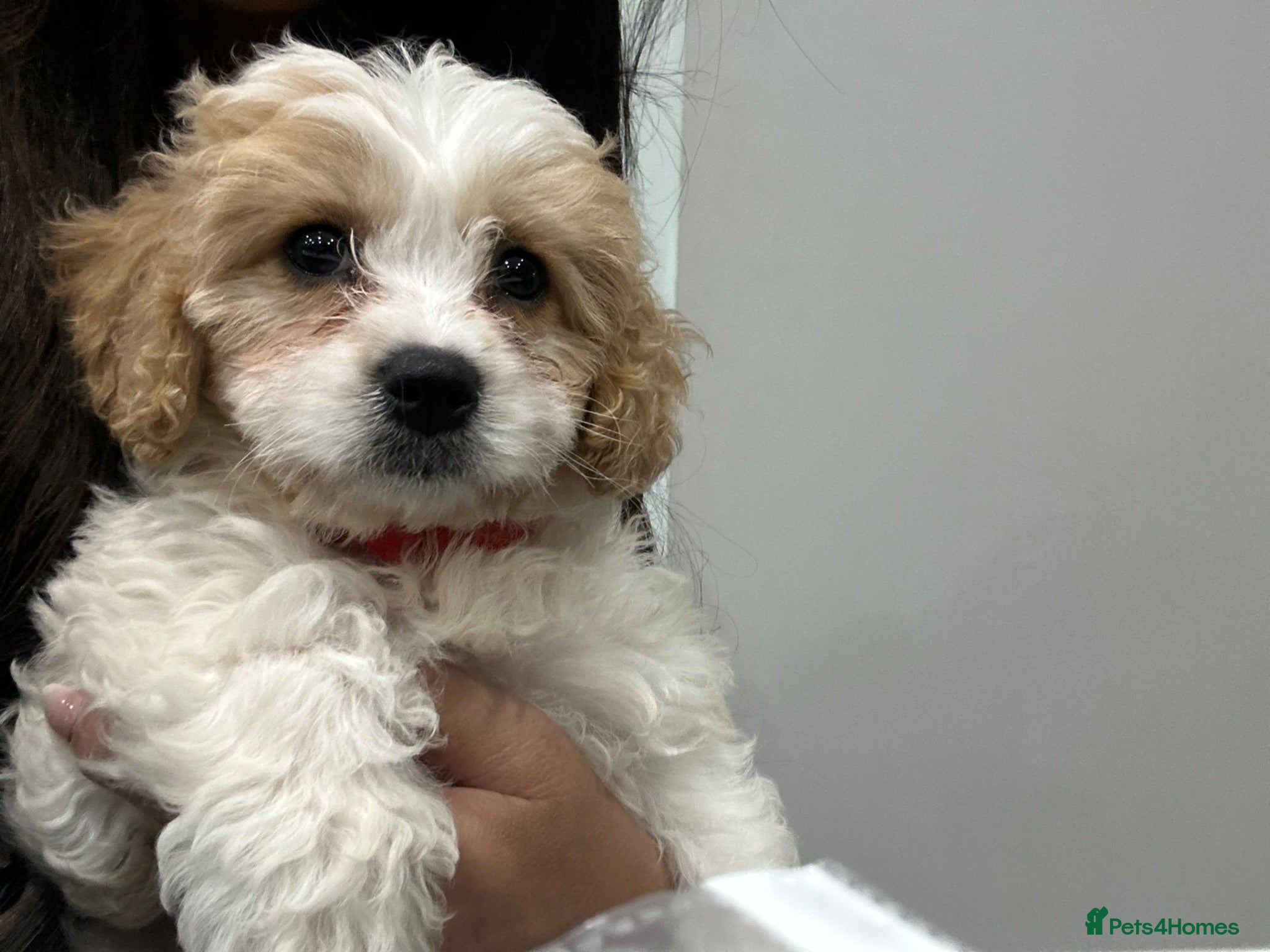 Cavapoo dogs F1 Girl (1 left) Cavapoo - health tested parents  - Advert 2
