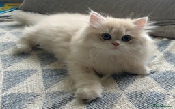 British Longhair cats for sale: Lilac golden shaded kittens (cy12) - Image 6
